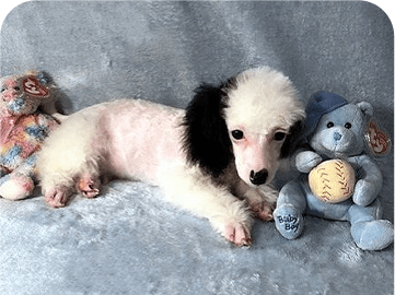 dog