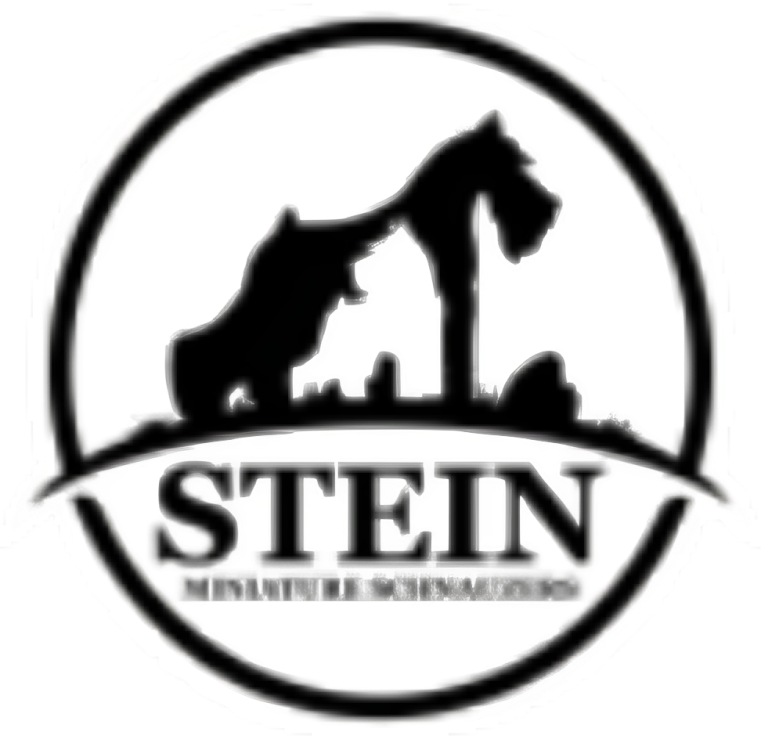 Stein Miniature Schnauzer